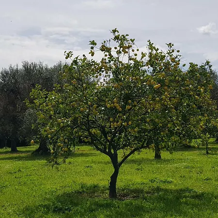 Masseria Pisciani *